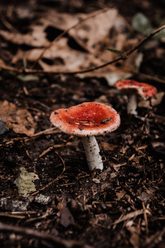 A vertical of a russula mushroom growing in the forest.