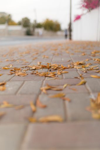 A vertical selective focus shot of yellow leaves fallen on the pavement