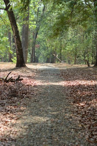 A vertical shot of a pathway in the forest
