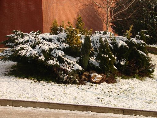 A bush covered in snow during the early days of the winter season