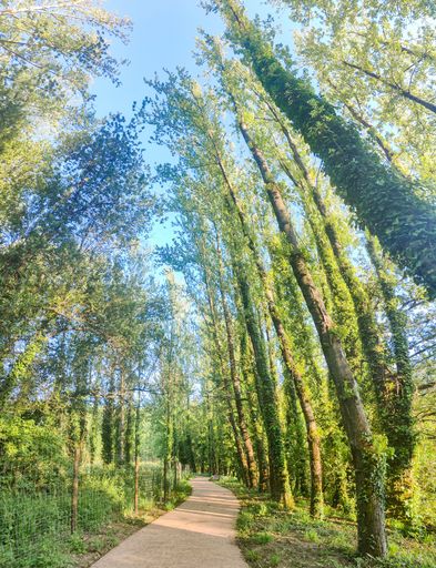 A vertical shot of tall trees growing next to a pathway in a park