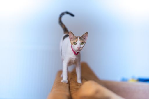 A closeup shot of a cat staning in a couch in the living room
