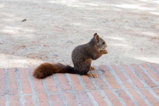 A closeup shot of a squirrel sitting on a concrete bench in a park eating its food