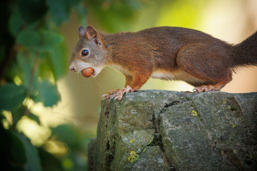 A closeup shot of a cute brown squirrel with a nut in its mouth on a rock
