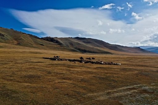 An aerial shot of a herd of cows in a field in Mongolia