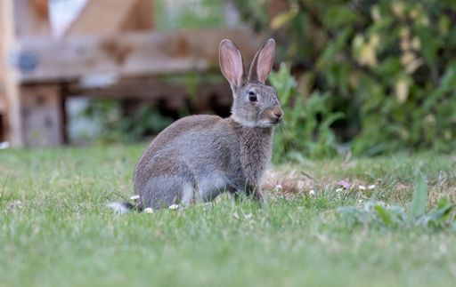 A shallow focus shot of an European rabbit sitting on the green grass in the garden with blur background
