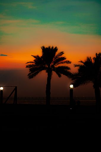 A silhouette shot of a palm tree on the shore during a golden sunset