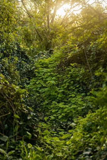 A vertical shot of the sun shining through lush green forest trees