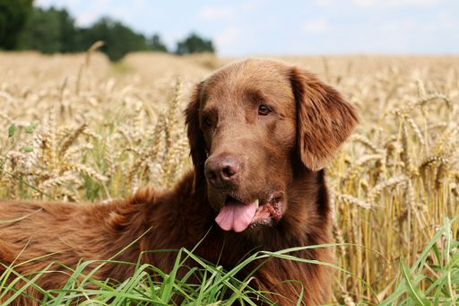 A flat-coated retriever catches food in a cornfield