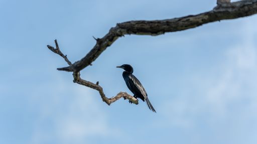 This Little Cormorant was waiting patiently on a tree branch by the lake, waiting for the perfect moment to catch some unsuspecting fish.