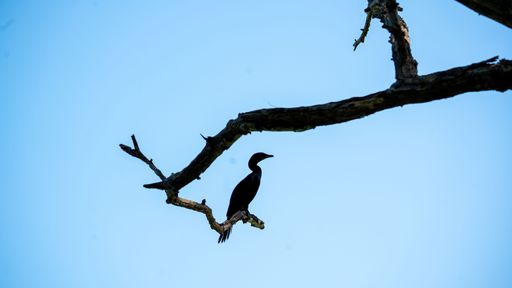 This Little Cormorant was waiting patiently on a tree branch by the lake, waiting for the perfect moment to catch some unsuspecting fish.