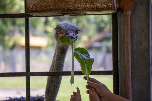 A horizontal image of children feeding ostrich with leaves from a window in a zoo