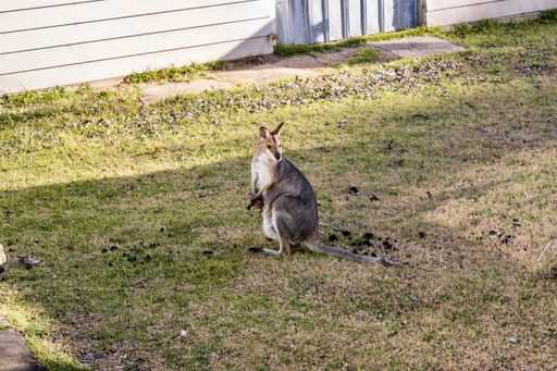 A closeup shot of a Wallaby kangaroo on a green grass field on a sunny day