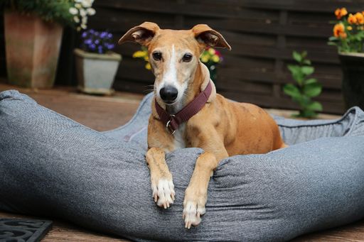 A cute brown hound dog lying in the bed on a terrace in a garden