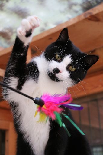 A small black and white cat is playing with a toy with colorful feathers