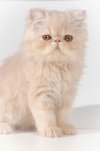 A vertical shot of a sitting Persian kitten on a white background