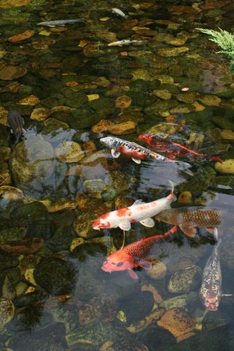 A vertical shot of koi fishes in a rocky pond