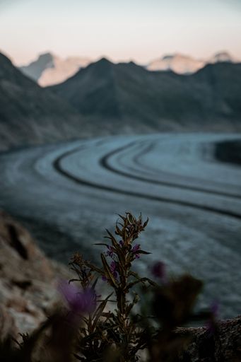 A vertical shot of the wild reeds growing near the snowy mountains of Switzerland