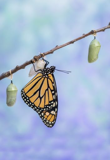 A closeup shot of a Monarch Butterfly on a pink salvia with blue-toned background