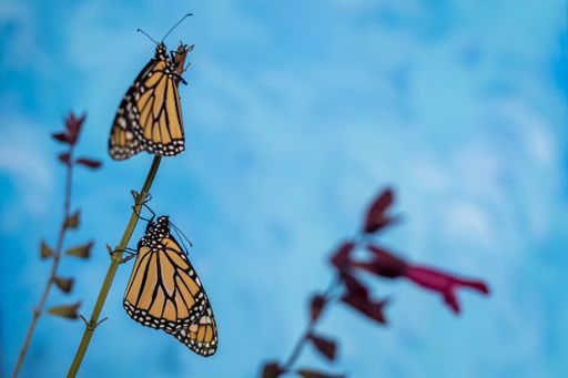 A closeup shot of Monarch Butterflies on a pink salvia with blue-toned background