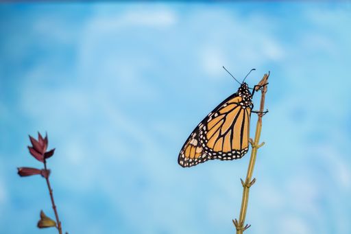 A closeup shot of a Monarch Butterfly on a pink salvia with blue-toned background