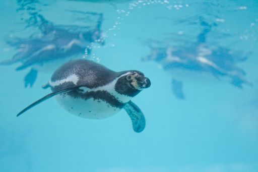 A Humboldt penguin (Spheniscus humboldti) under the water