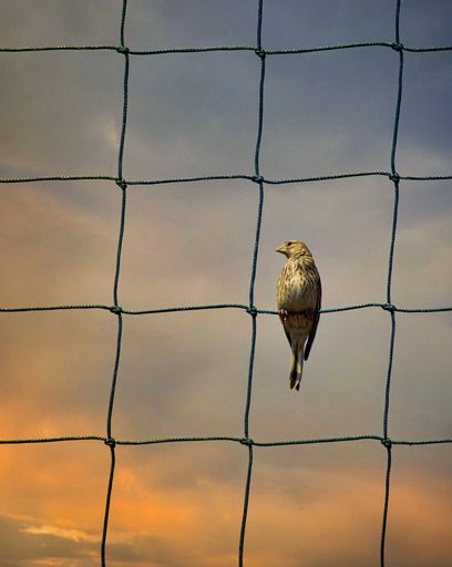 A Common linnet looking left while perched on mesh wire fence during cloudy sunset