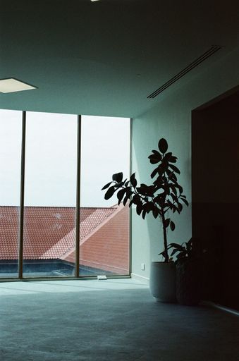A vertical shot of an interior of the modern minimalistic room with panoramic glass wall and a plant