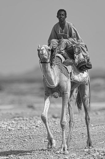 A closeup shot of a Bedouin riding on the back of a camel, in the deserted area of Saudi Arabia, in grayscale
