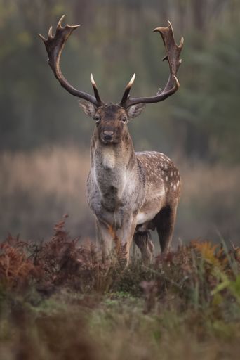 A vertical shot of a cute deer with long antlers on a blurred background
