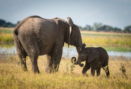 A mother elephant with a cub on a meadow