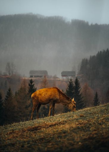 A vertical shot of a Reindeer pasturing in the field on a misty autumn day