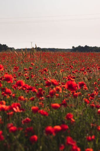 A vertical shot of a field full of amazing poppy flowers