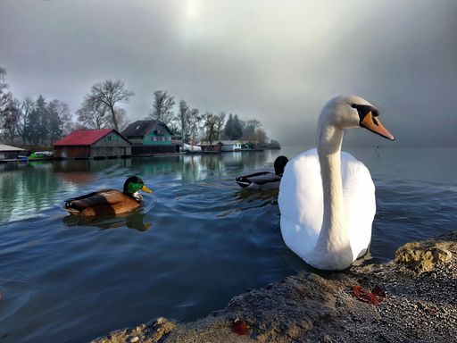 A beautiful swan in the foreground of two ducks swimming in the lake near wooden cabins under the dark sky