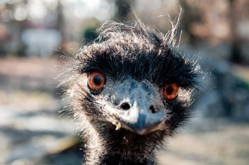 A macro closeup shot of a the Emu War bird's face on a sunny day