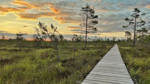 Wooden boardwalk leading over swamp and moor landscape in lithuania at sunset