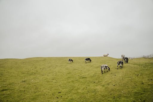 A beautiful view of a herd of cows eating grass on a green hill against a gloomy sky