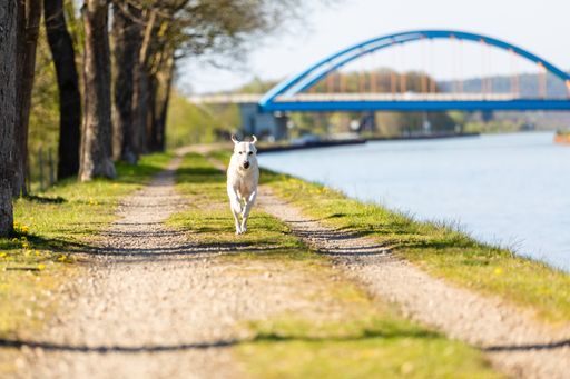 A cute white labrador dog running in a park