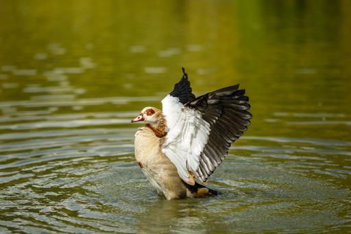 A Egyptian goose in the lake