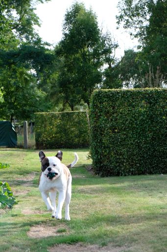 A vertical shot of the American Bulldog running with a ball in its mouth in the garden