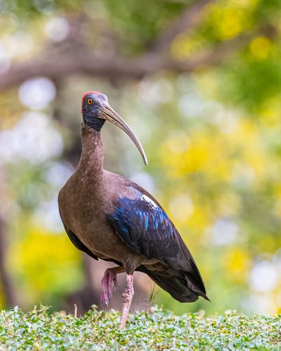 A vertical close-up of a red-naped ibis (Pseudibis papillosa) walking in a park looking aside
