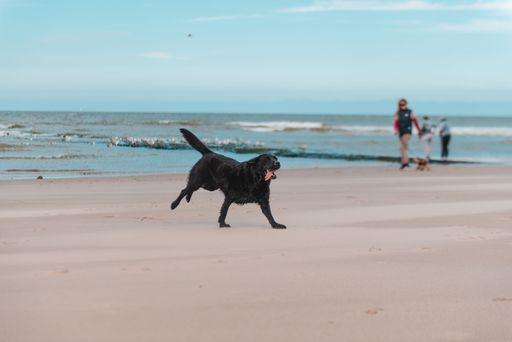 A beautiful shot of a happy black Labrador Retriever running on a beach
