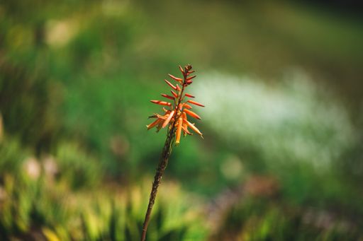 A closeup shot of Aloe Vera seeds and reddish flower seeds