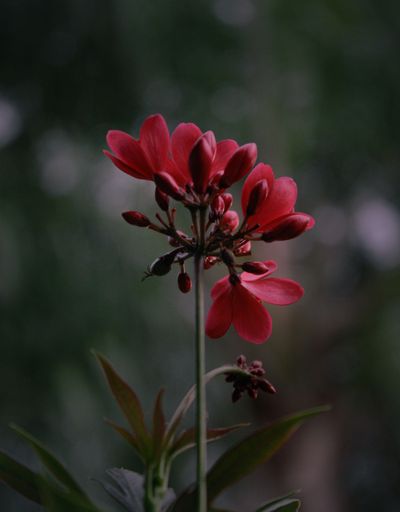 A photo of a small red-Ish flower captured outdoors.