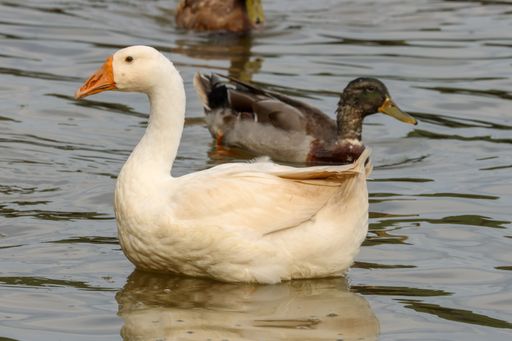 A closeup of geese swimming on a pond under the sunlight with a blurry background