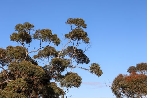 A low angle shot of eucalyptus trees in a field under the sunlight and a blue sky
