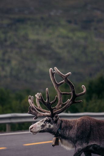 A vertical of a beautiful Mountain reindeer on a road