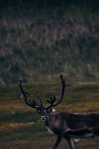A vertical of a beautiful Mountain reindeer in a forest