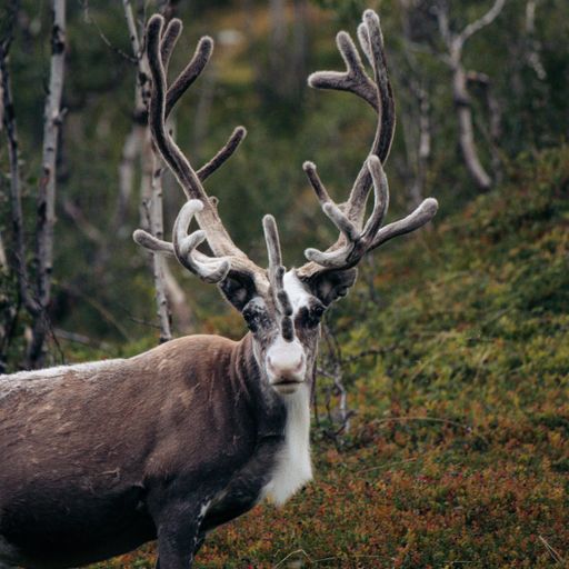 A view of a beautiful Mountain reindeer in a forest