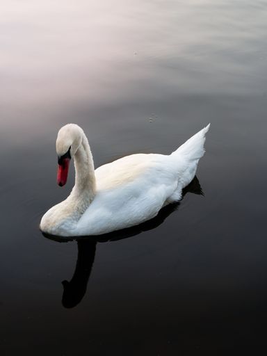 A vertical shot of a white swan on water under the sunlight - great for wallpapers